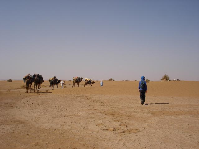 Following the camels